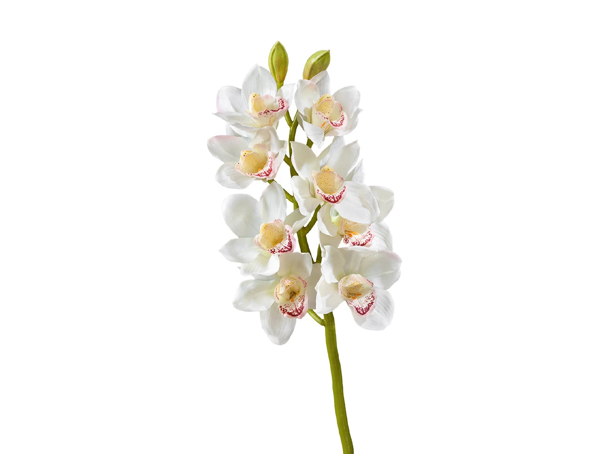 Орхидея Цимбидиум 891443  - фото 1