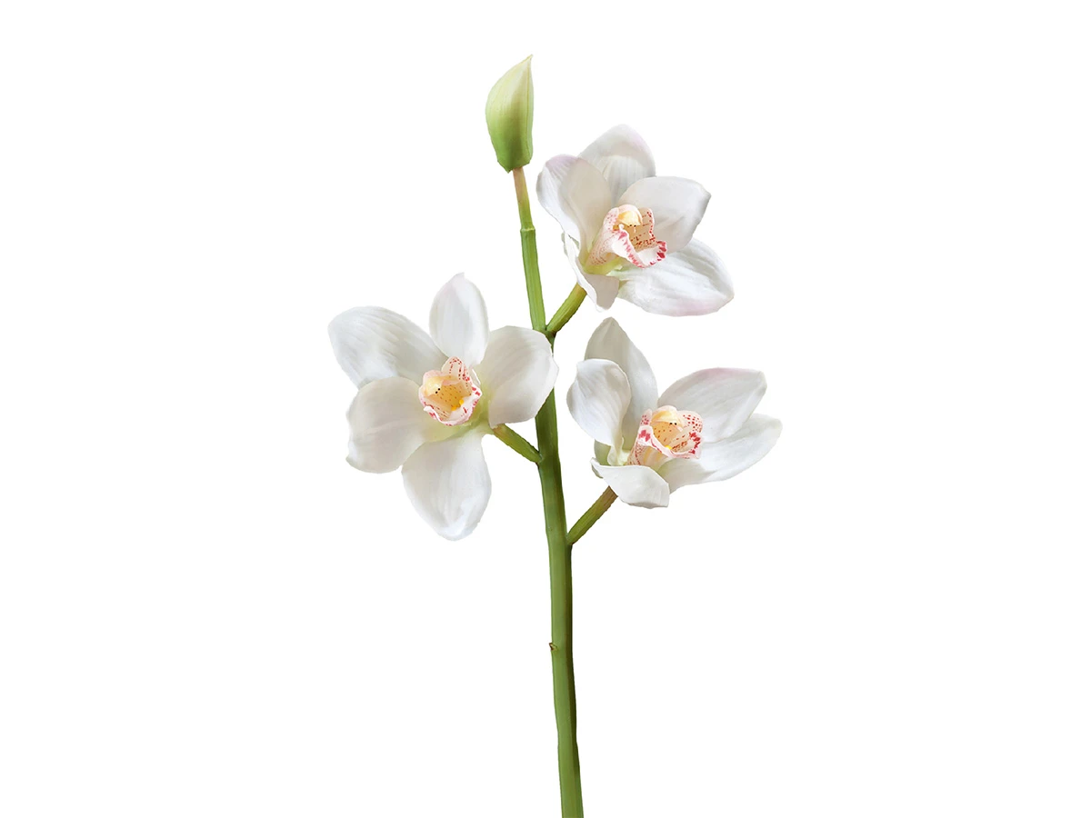 Орхидея Цимбидиум 891451  - фото 1