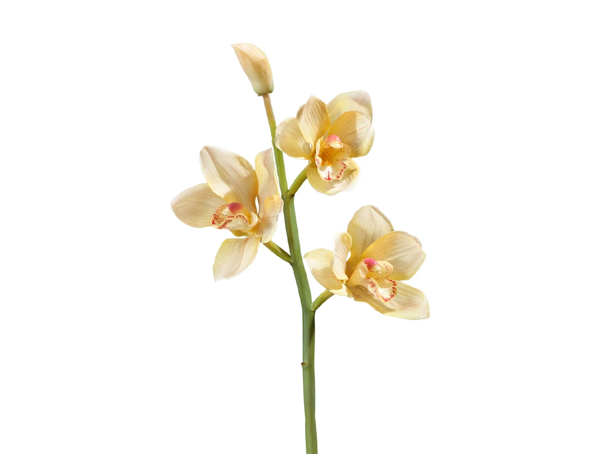Орхидея Цимбидиум 891460  - фото 1