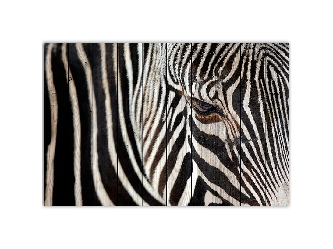 Zebra 100х150