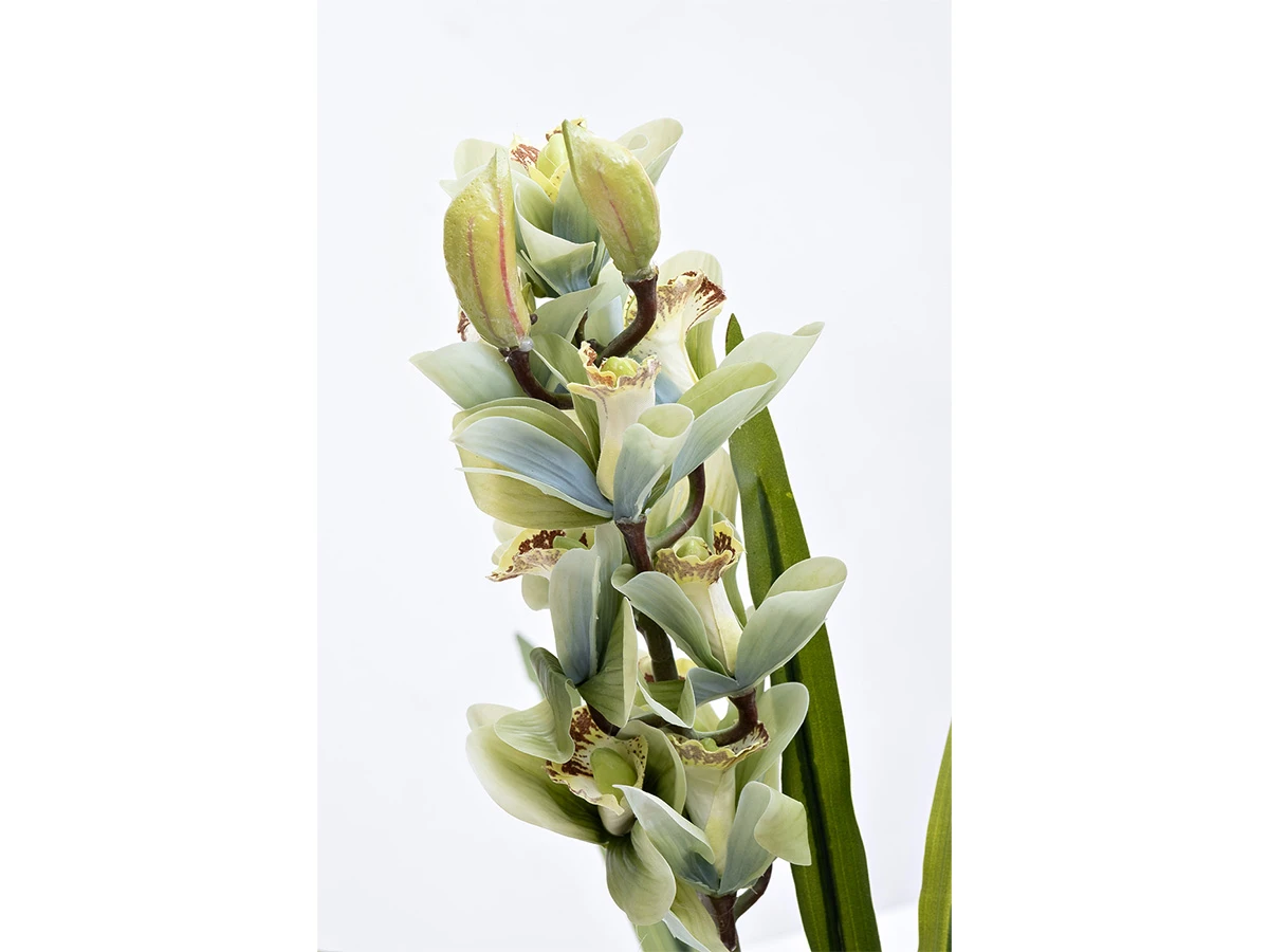 Орхидея CYMBIDIUM 918647