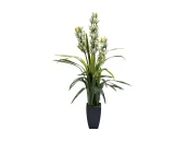 Орхидея CYMBIDIUM 918647