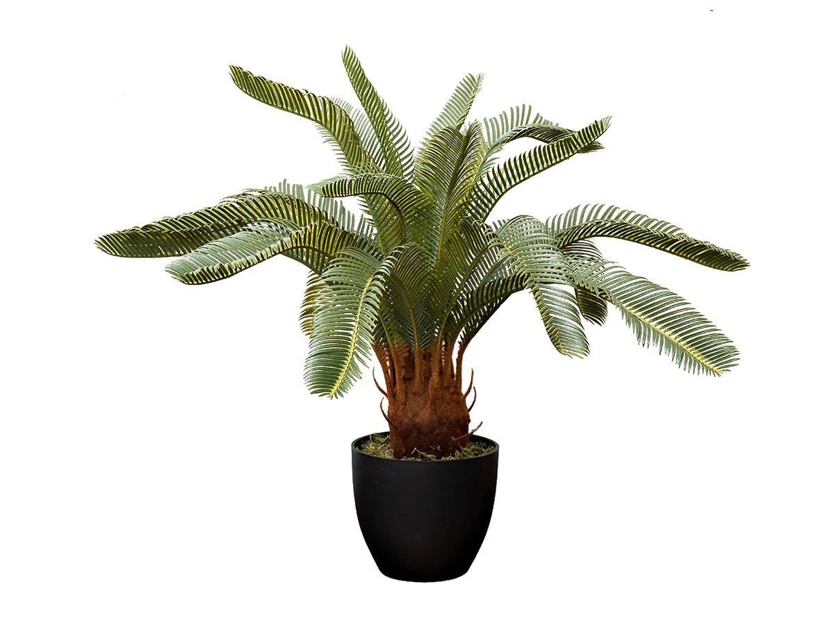 Пальма CYCAS 918648