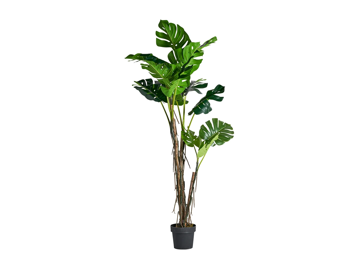 Растение MONSTERA 920728