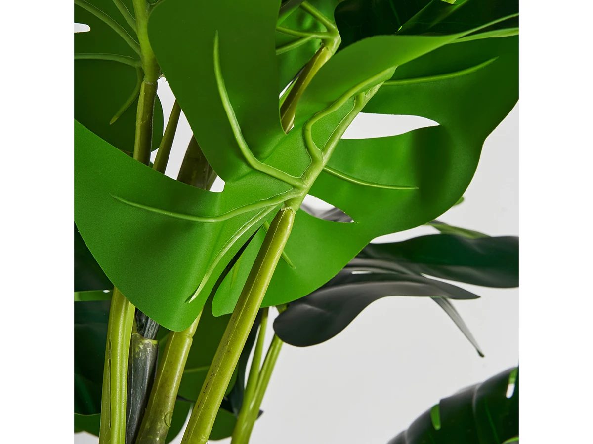 Растение MONSTERA 920728  - фото 3