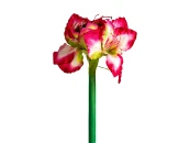 Цветок AMARYLLIS 920851