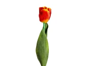 Цветок TULIPAN