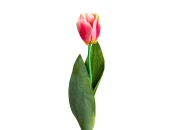 Цветок TULIPAN
