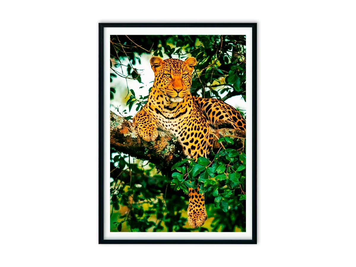 Набор постеров Джунгли №1 640095