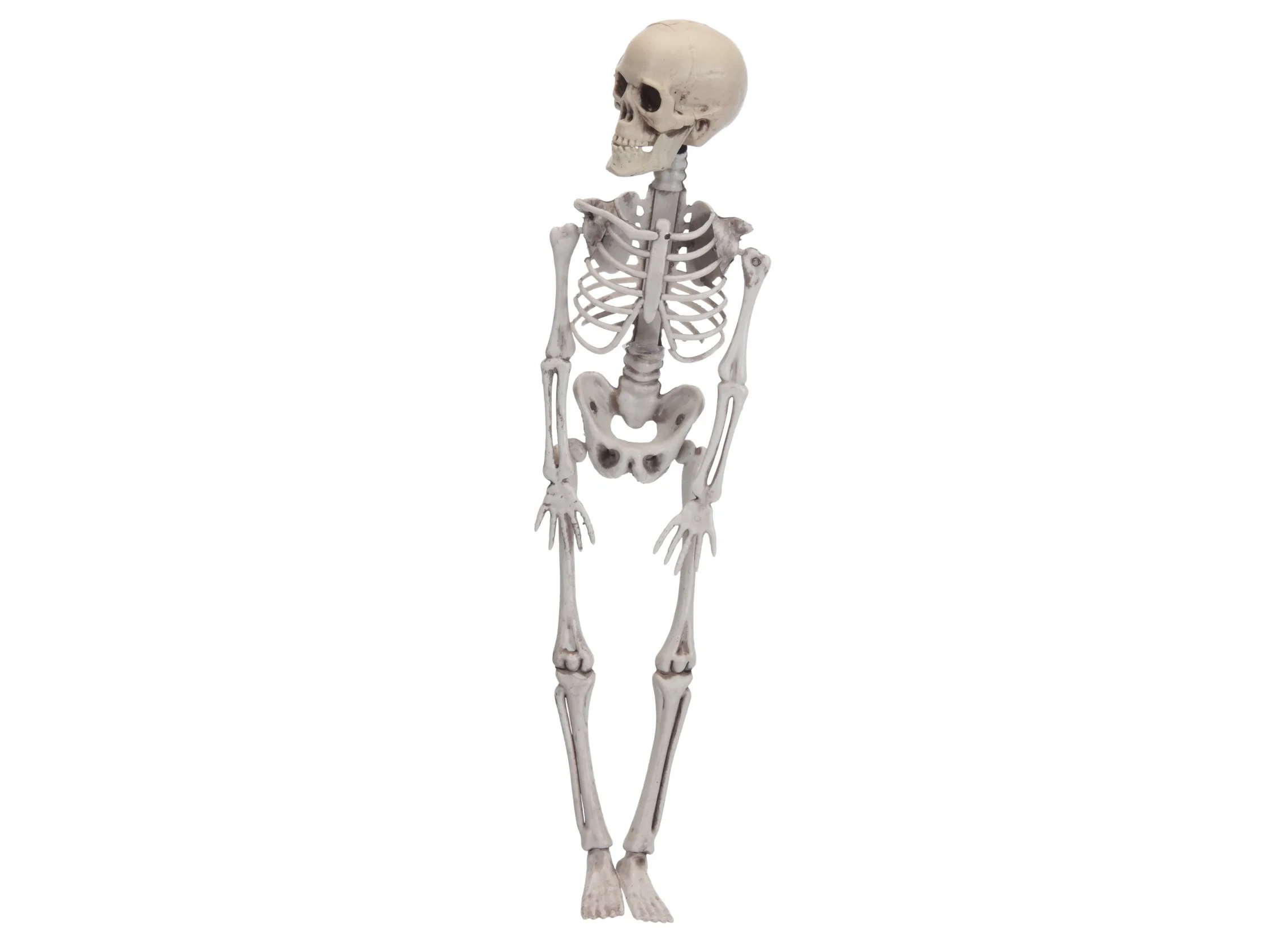 Декорация Skeleton 640893