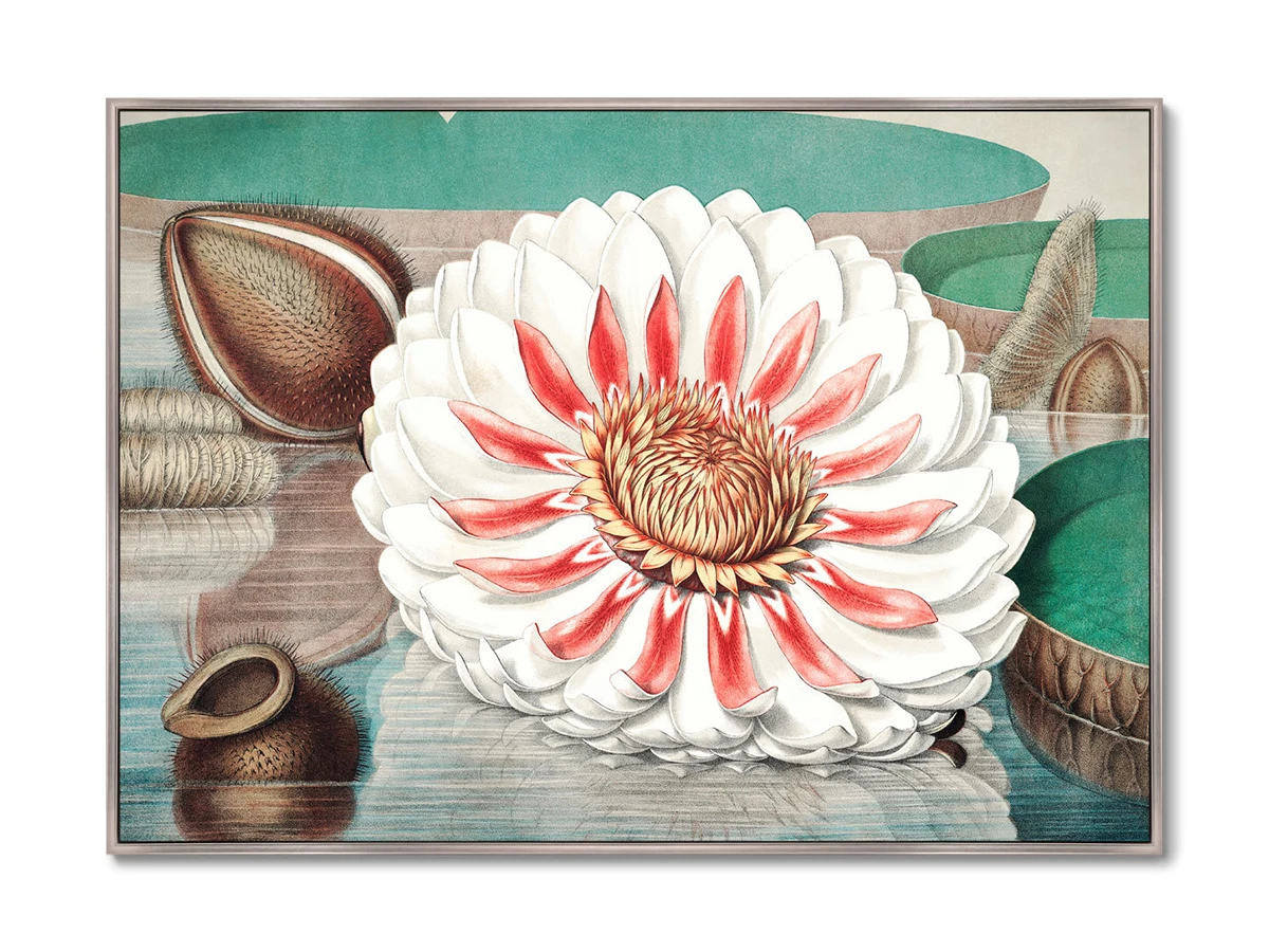 Репродукция картины на холсте A gigantic water lily in bloom, 1870г. 640334  - фото 1