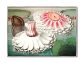 Репродукция картины на холсте Water lily during bloom, 1870г. 640335