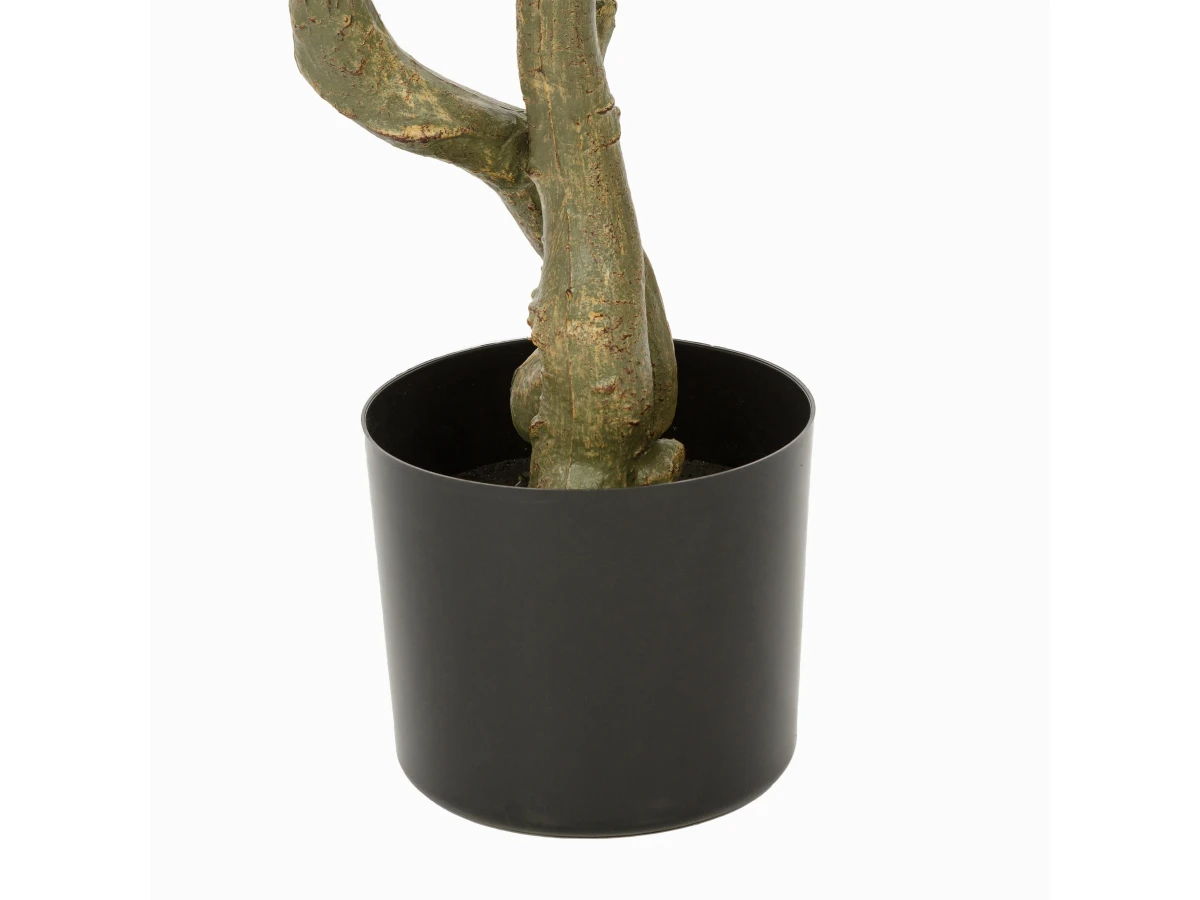 Оливковое дерево 951377