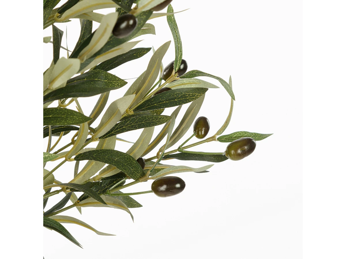 Оливковое дерево 951377  - фото 4
