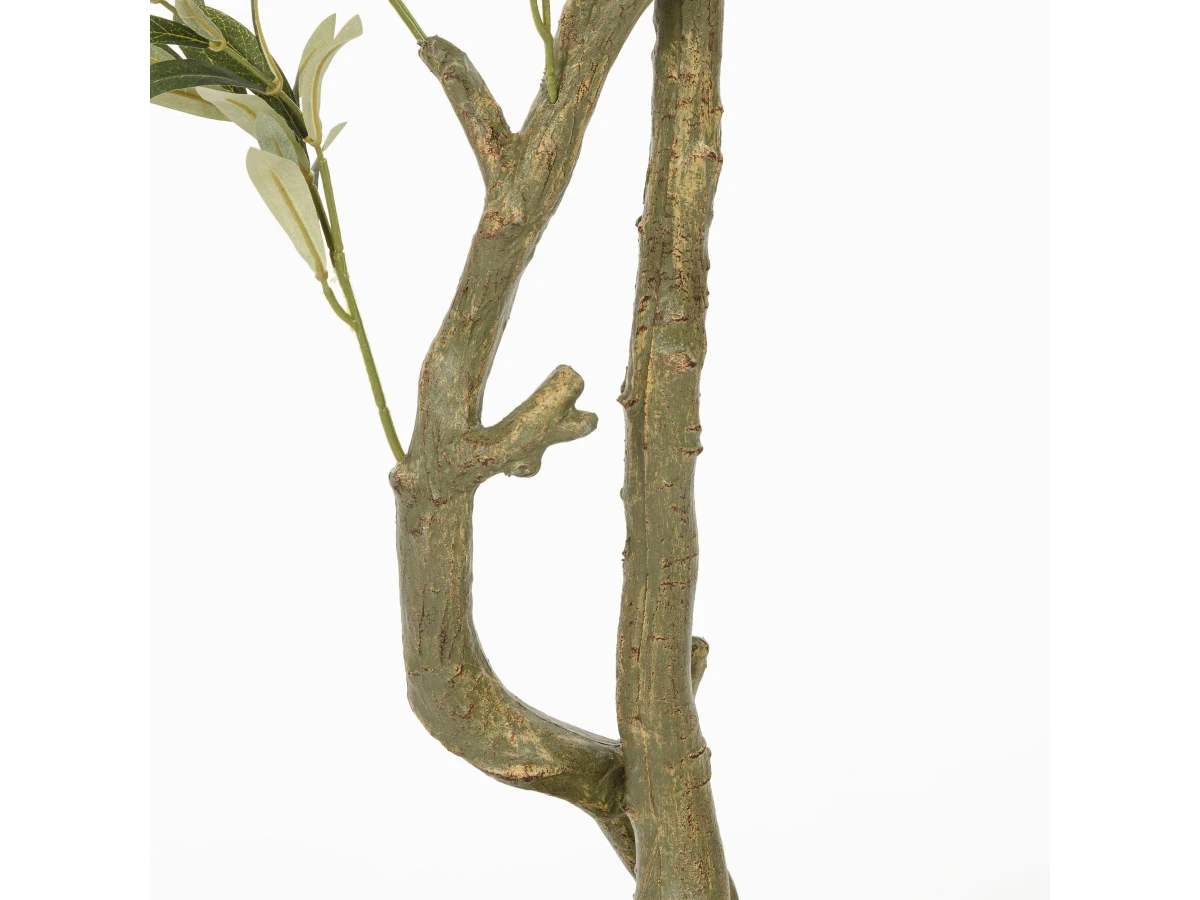 Оливковое дерево 951377  - фото 3