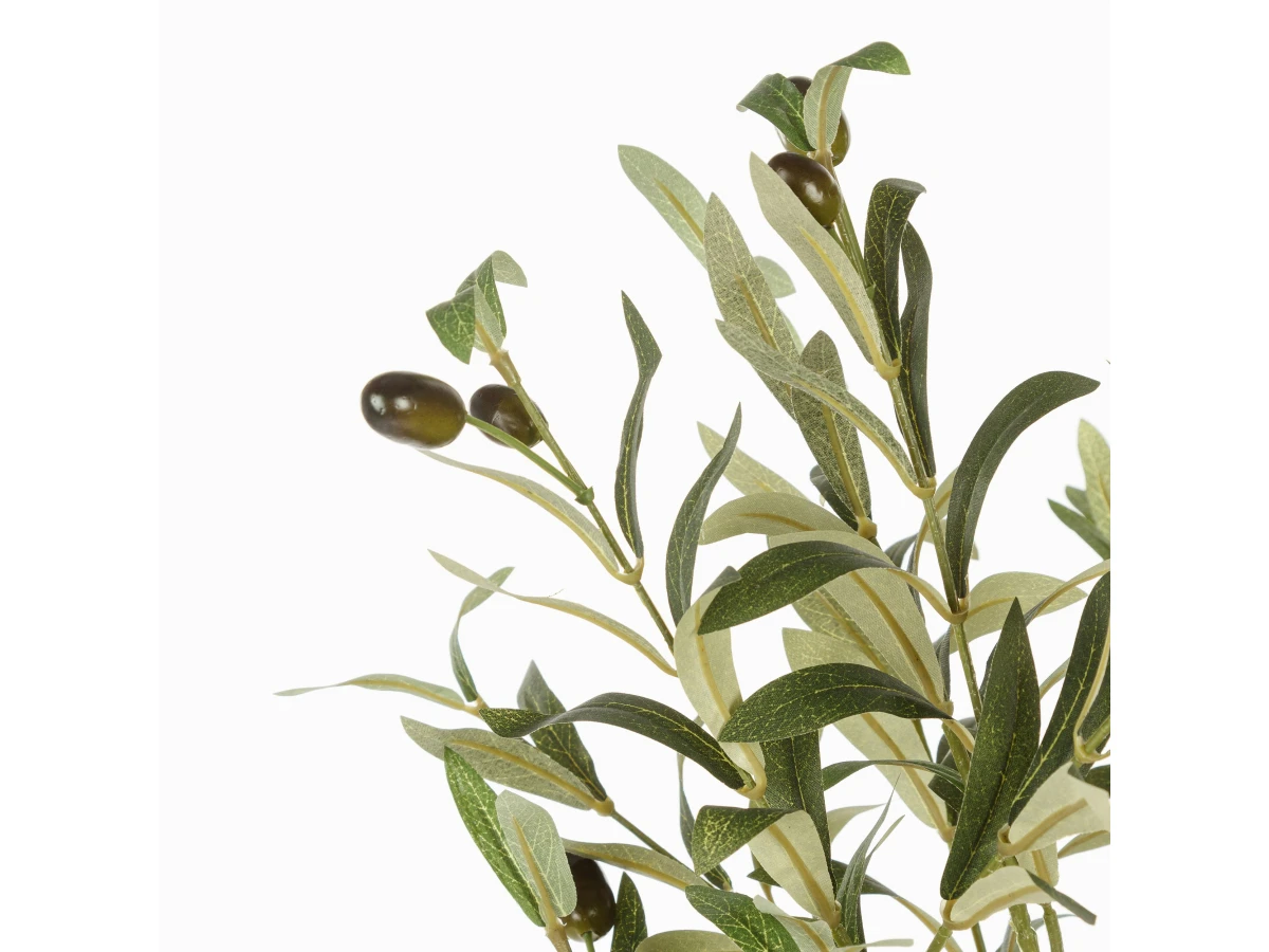 Оливковое дерево 951377  - фото 5