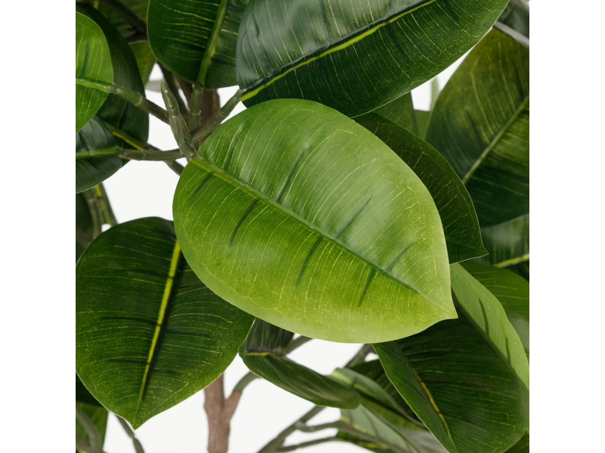 Фикус Эластика 951452  - фото 4