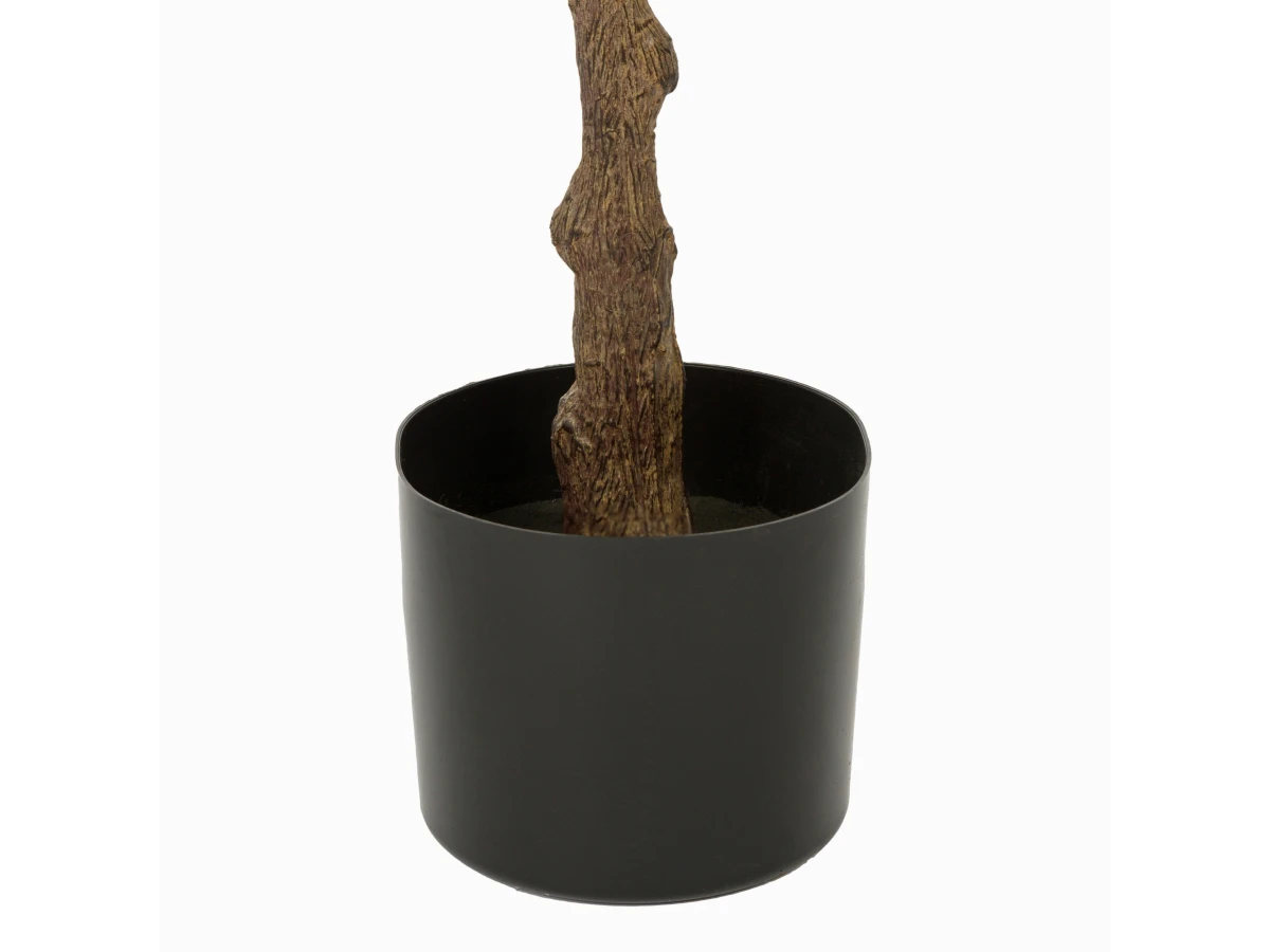 Фикус Эластика 951452