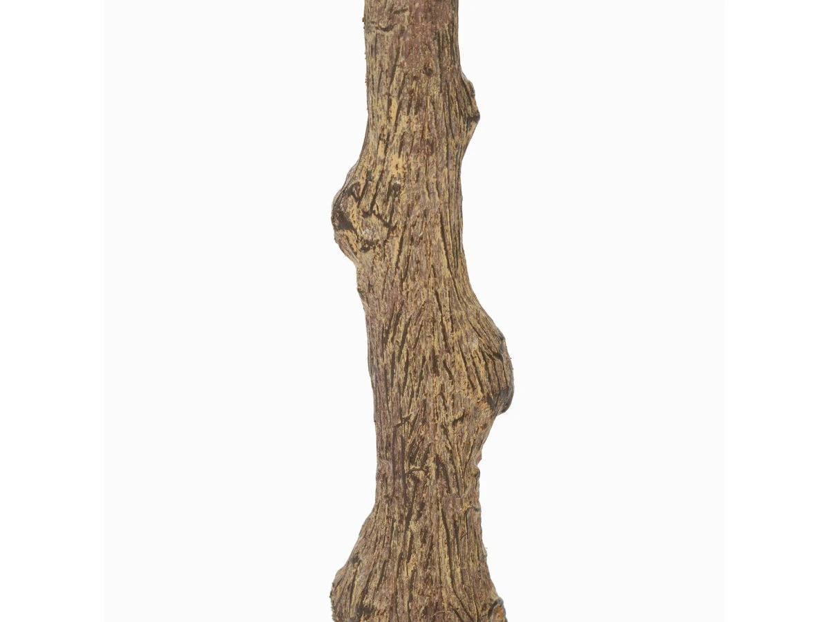 Фикус Эластика 951452  - фото 3