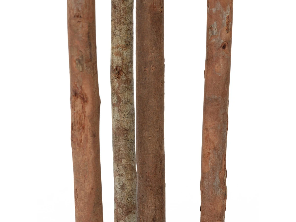 Фикус Эластика 951463