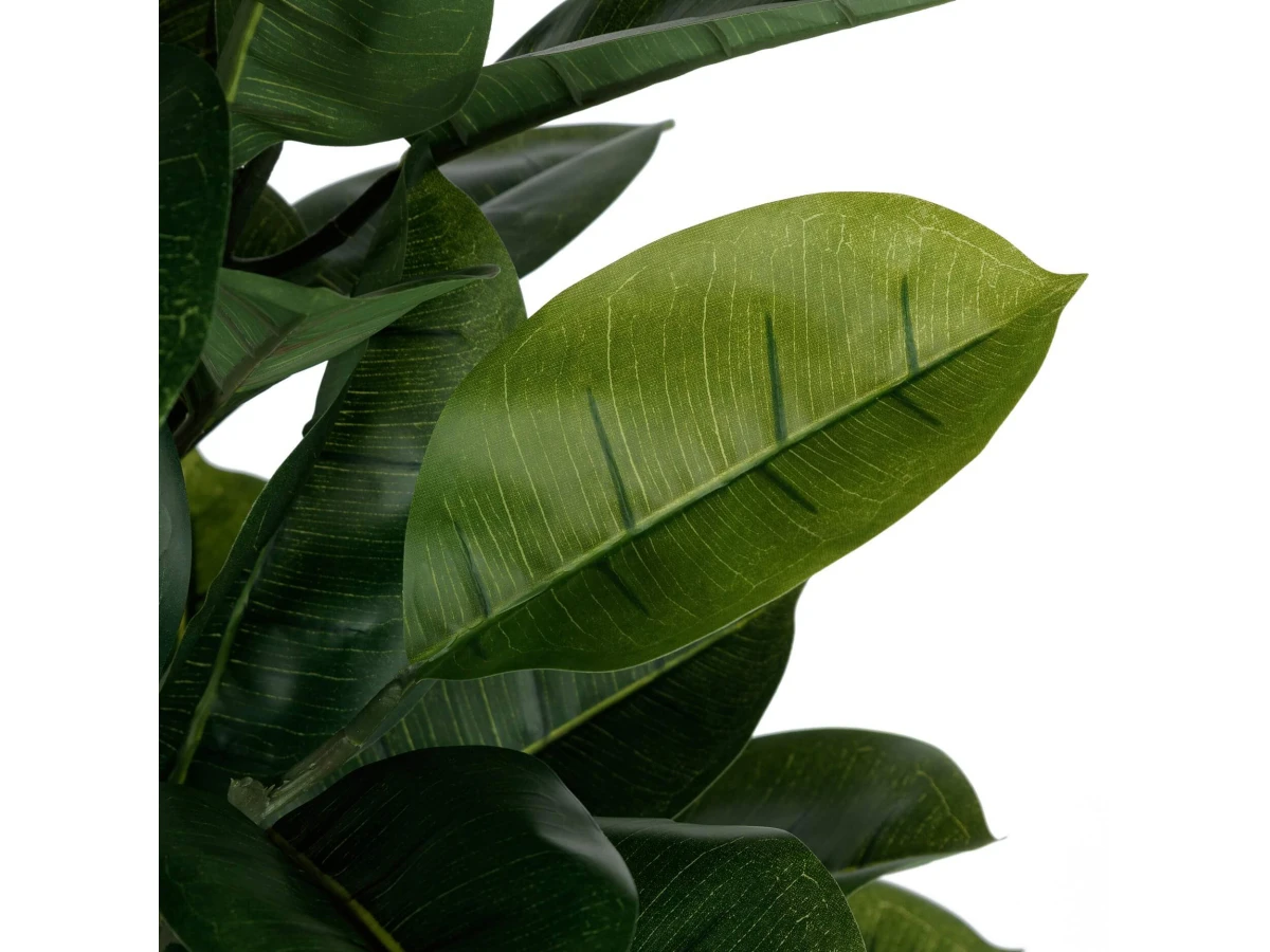 Фикус Эластика 951463  - фото 4