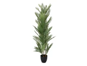 овея Пальмовая