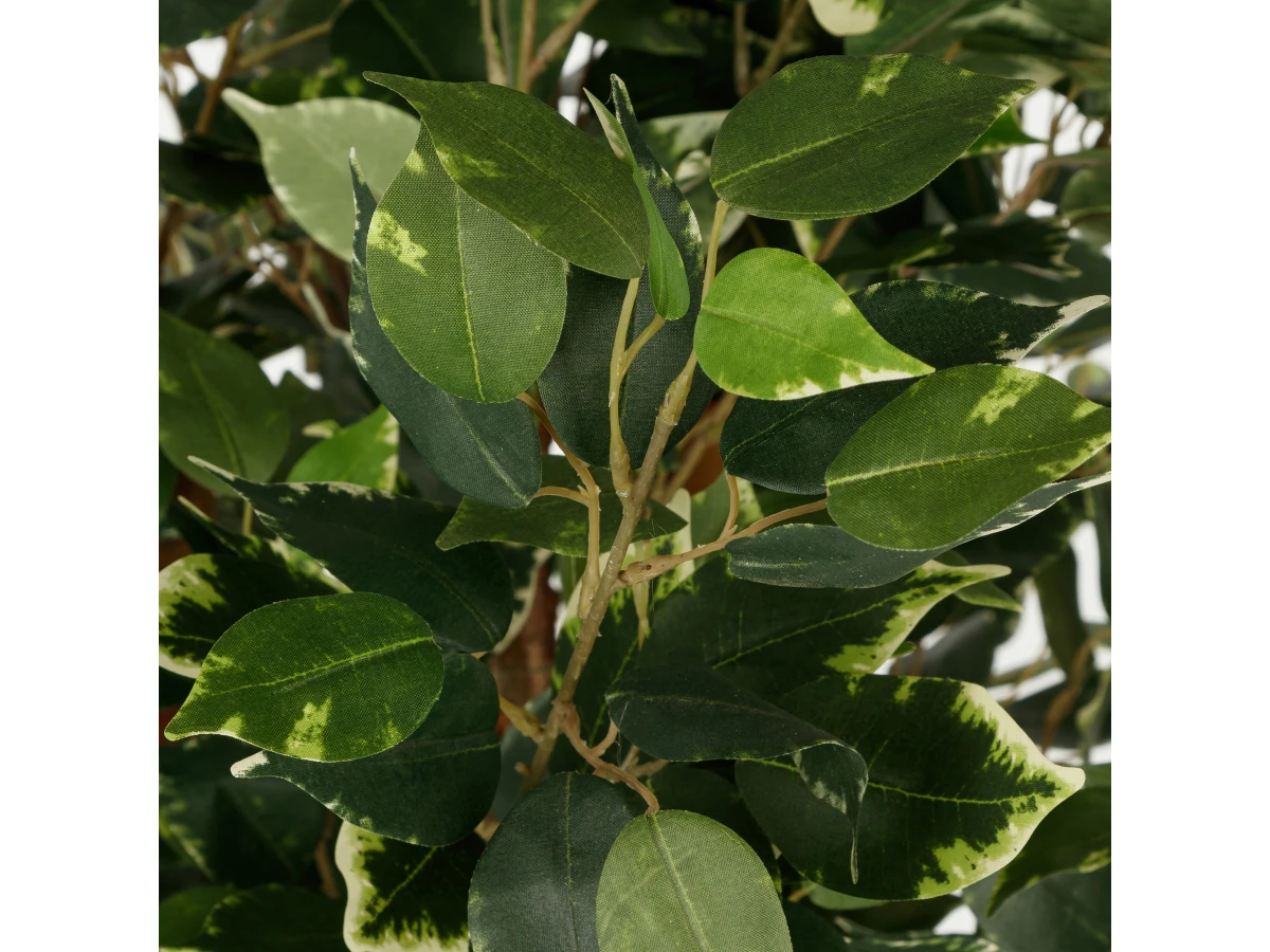 Фикус Бенжамина 951700  - фото 5