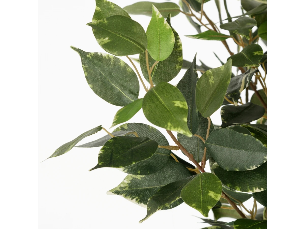 Фикус Бенжамина 951700  - фото 4