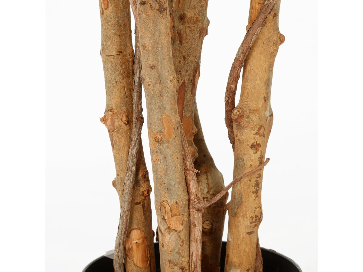 Фикус Бенжамина 951700  - фото 3