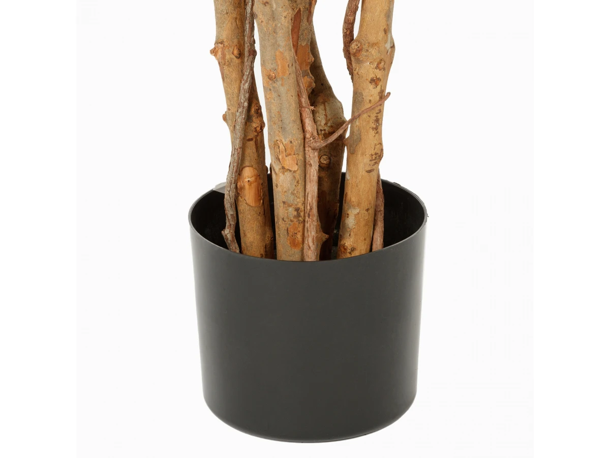 Фикус Бенжамина 951700