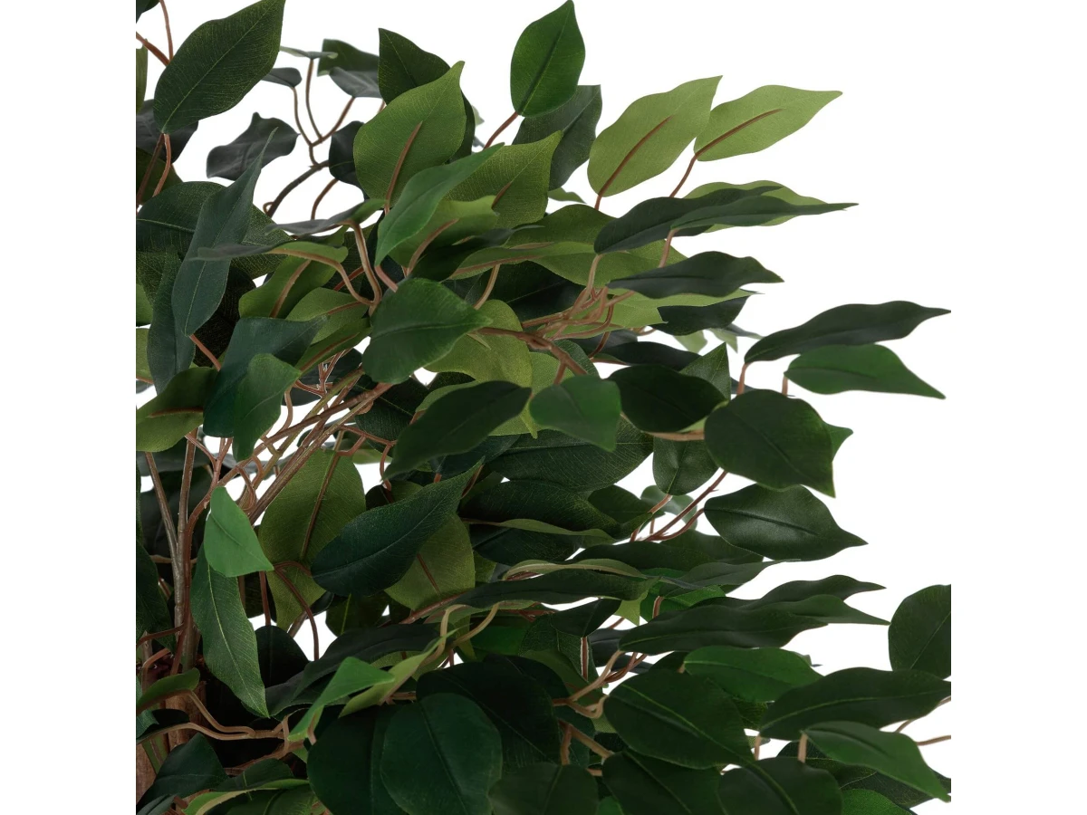 Фикус Бенжамина 951711  - фото 4