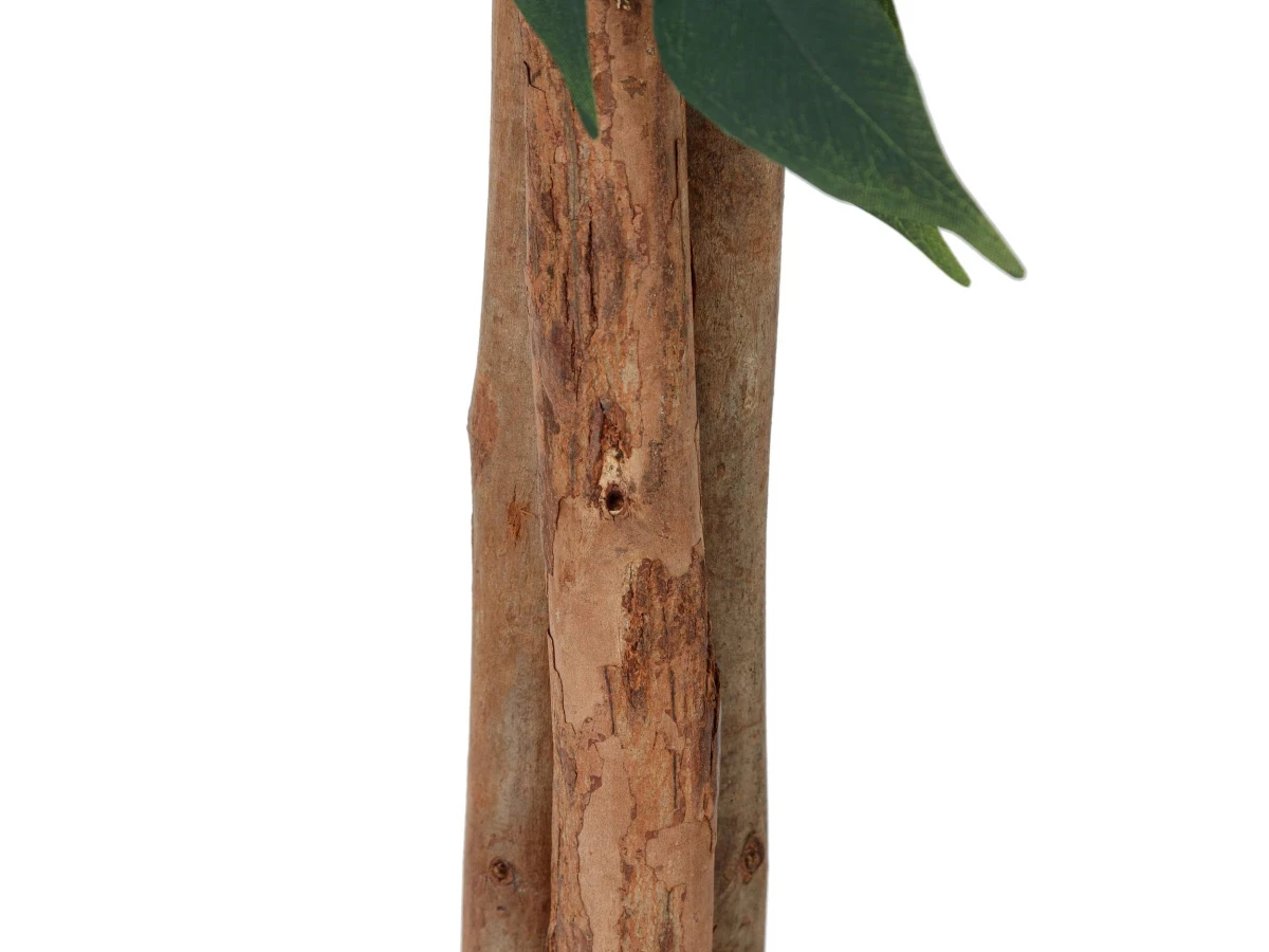 Фикус Бенжамина 951711