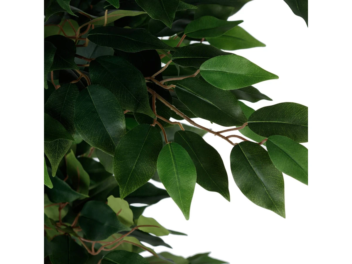 Фикус Бенжамина 951711  - фото 3