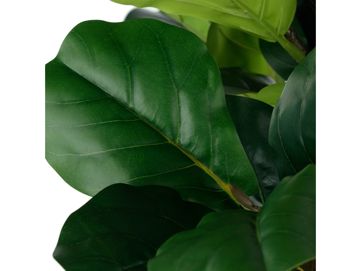 Фикус Лирата 951720  - фото 5
