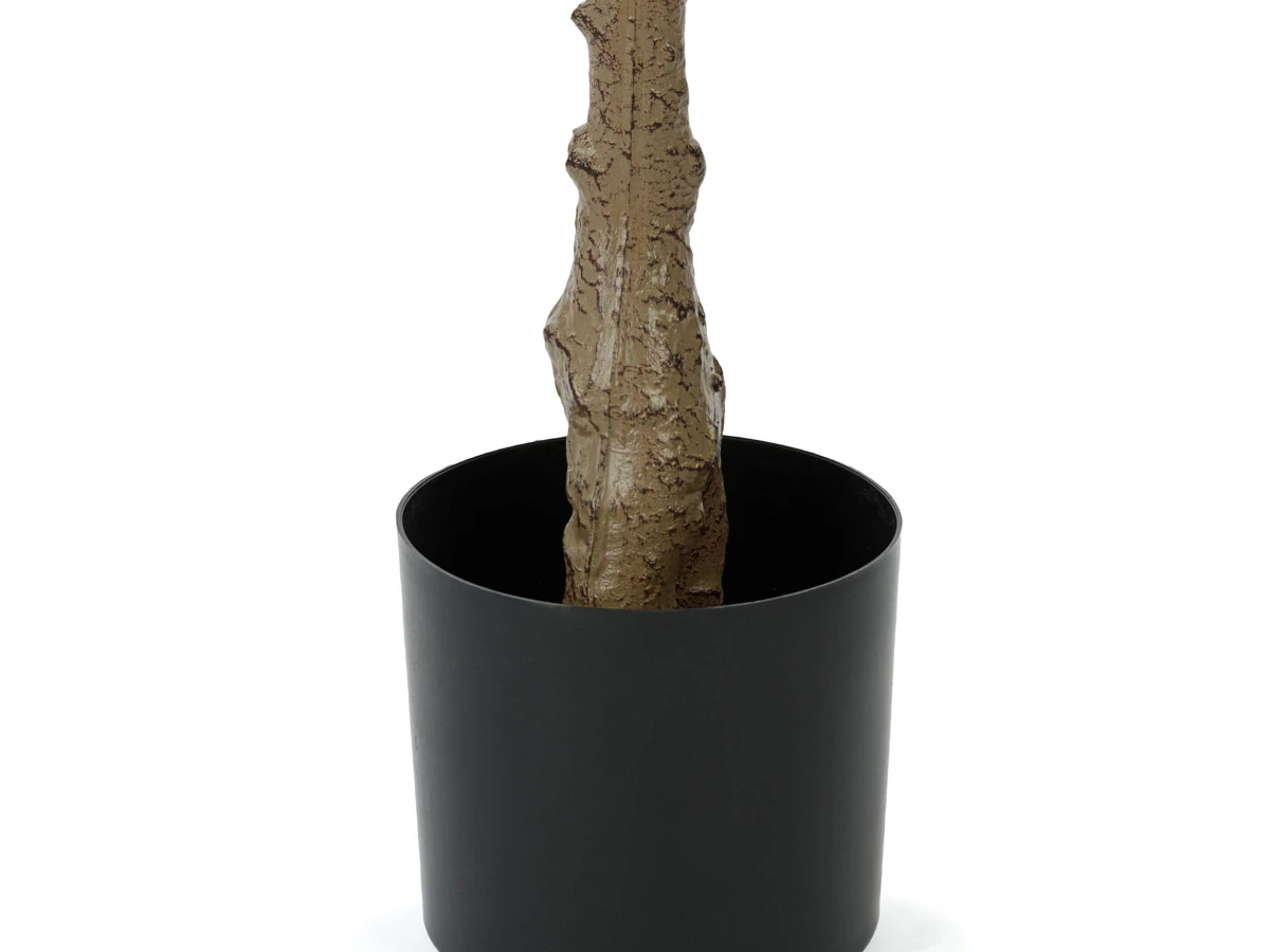 Фикус Лирата 951720