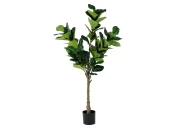 Фикус Лирата