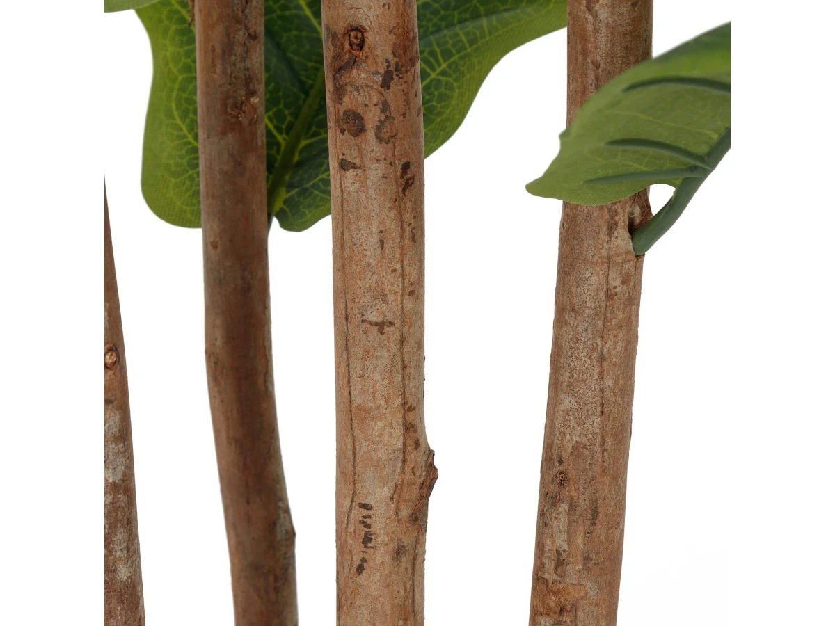 Фикус Лирата 951731