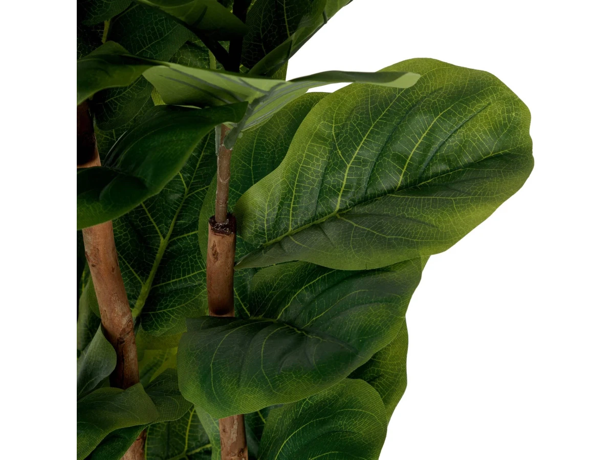 Фикус Лирата 951731  - фото 4