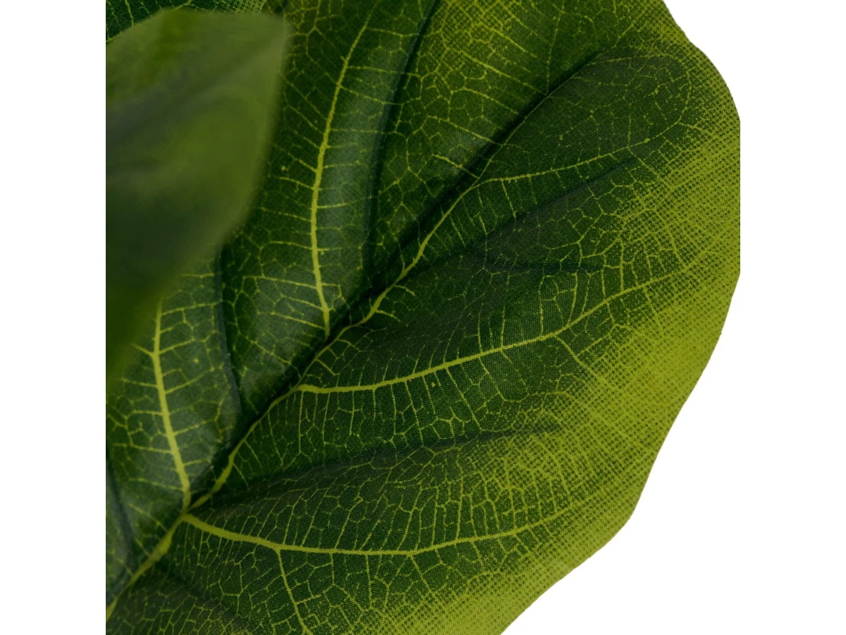 Фикус Лирата 951731  - фото 5