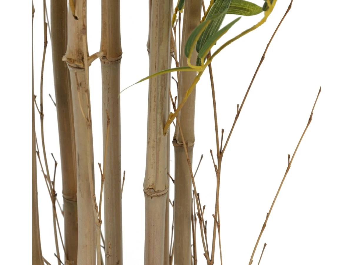 Бамбук высота 210 см, кустистый 951975  - фото 3