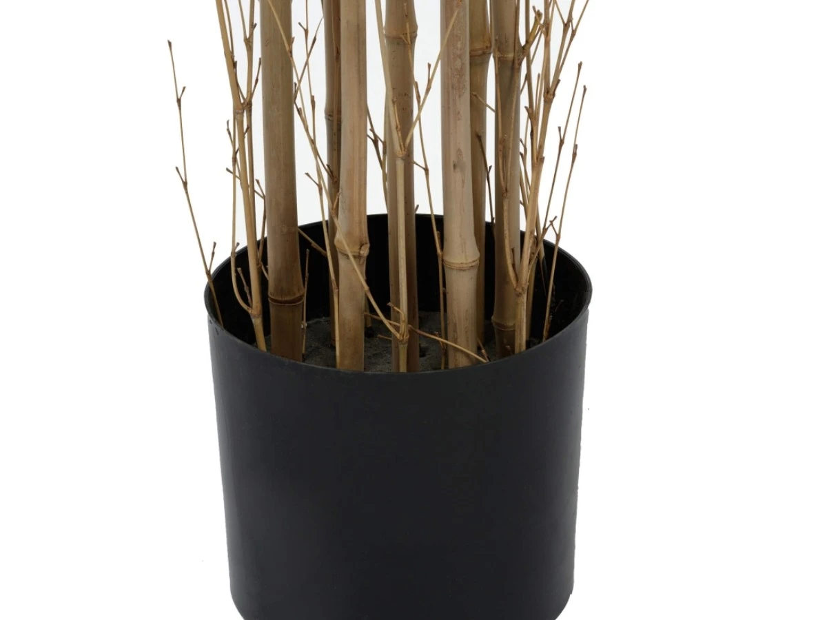 Бамбук высота 210 см, кустистый 951975