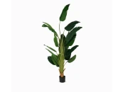 Банановое дерево высота 210