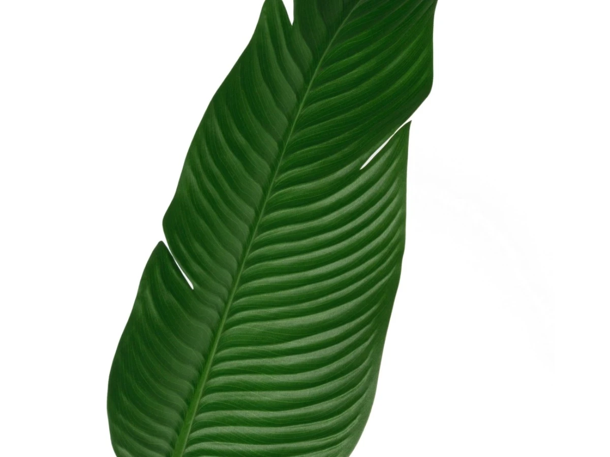 Банановое дерево высота 210 951981  - фото 3