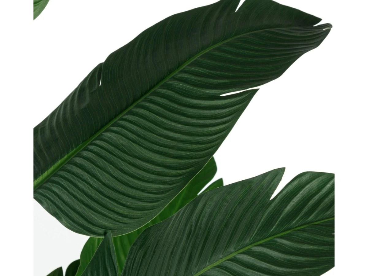 Банановое дерево высота 210 951981  - фото 4