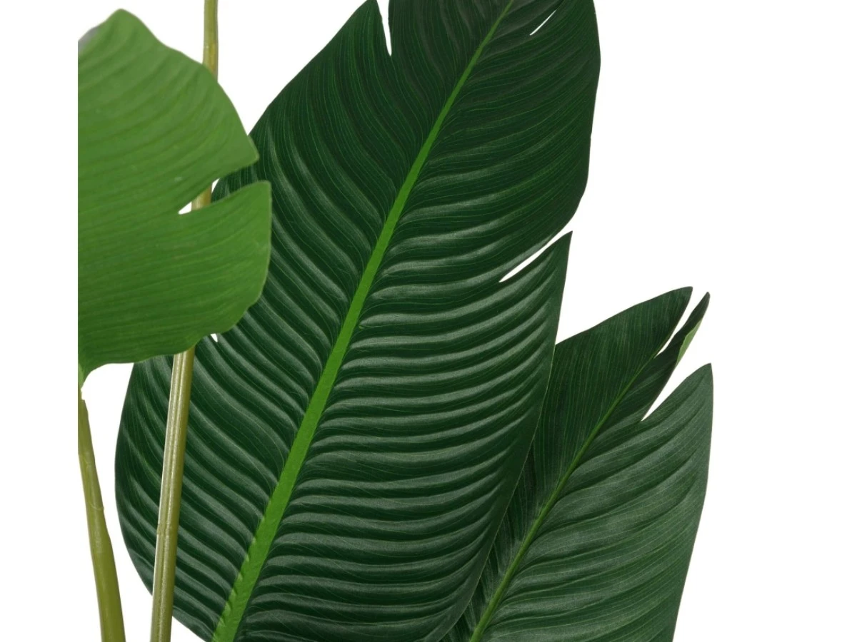 Банановое дерево высота 210 951981  - фото 5