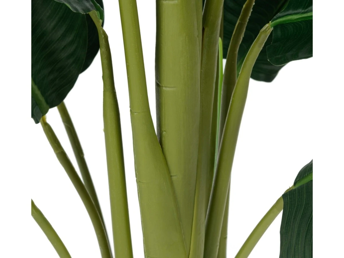 Банановое дерево куст высота 180 951988  - фото 4