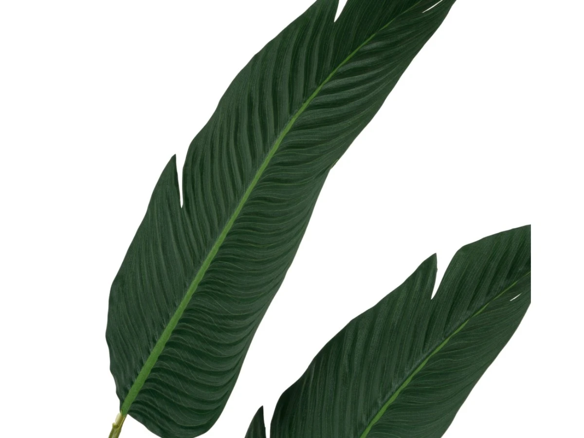 Банановое дерево куст высота 180 951988