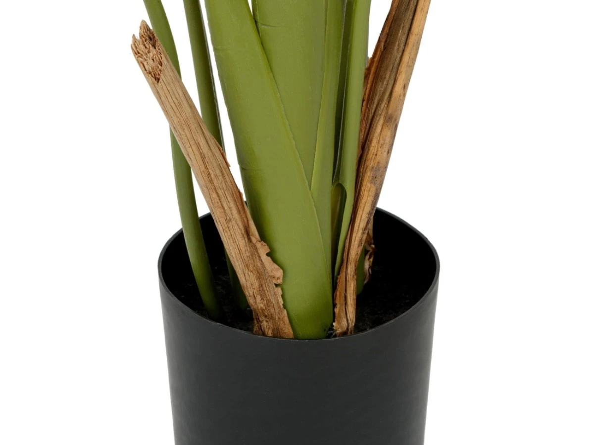 Банановое дерево куст высота 180 951988  - фото 5