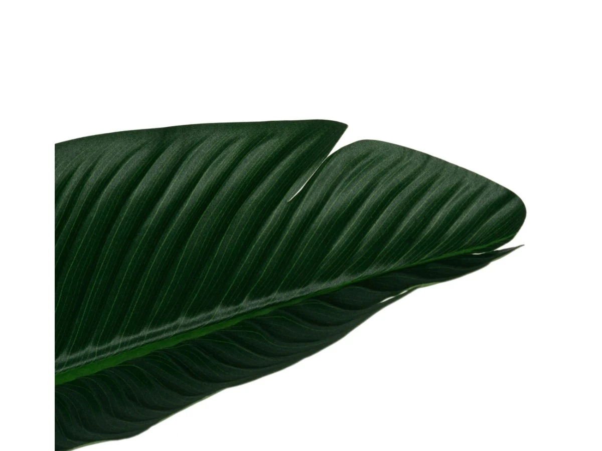 Банановое дерево куст высота 180 951988  - фото 3