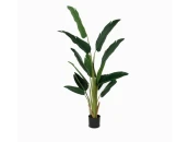 Банановое дерево куст высота 180